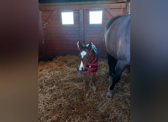 Hungarian Sport Horse, Mare, Foal (04/2025), Bay