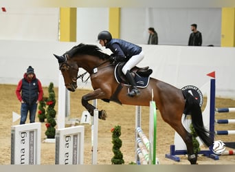 Hungarian Sport Horse, Stallion, 12 years, 16,1 hh, Brown