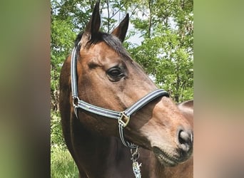 Hungarian Sport Horse, Stallion, 14 years, 16.2 hh, Bay-Dark