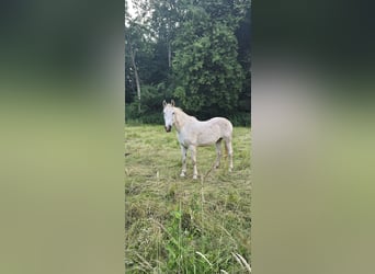 Hungarian Sport Horse, Stallion, 18 years, 15,2 hh, Gray