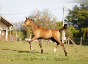 Hungarian Sport Horse, Stallion, 1 year, 13.2 hh, White