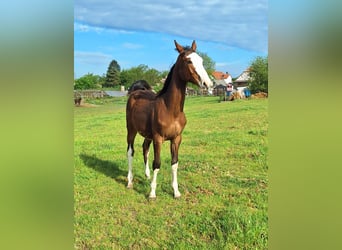 Hungarian Sport Horse, Stallion, 1 year, 14.1 hh, Brown