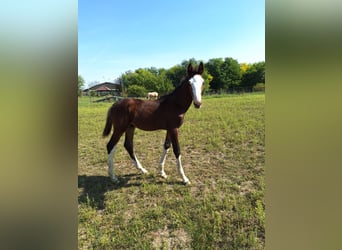 Hungarian Sport Horse, Stallion, 1 year, 14.1 hh, Brown