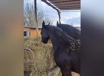 Hungarian Sport Horse, Stallion, 1 year, 15.2 hh, Black