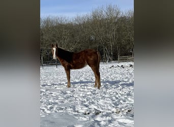 Hungarian Sport Horse, Stallion, 1 year, 15,1 hh, Chestnut-Red
