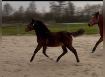 Hungarian Sport Horse, Stallion, 1 year, Brown