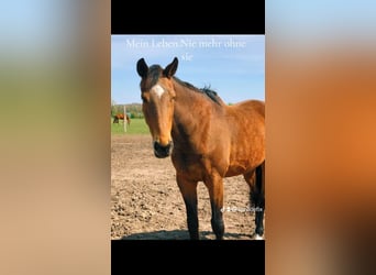 Hungarian Sport Horse, Stallion, 23 years, 16.2 hh, Brown