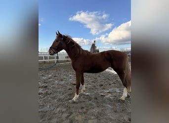 Hungarian Sport Horse, Stallion, 2 years, 15.2 hh, Chestnut