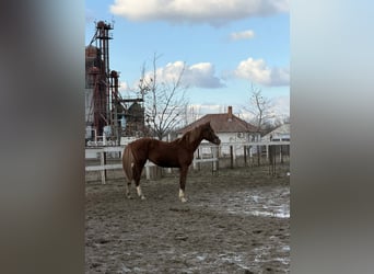 Hungarian Sport Horse, Stallion, 2 years, 15.2 hh, Chestnut