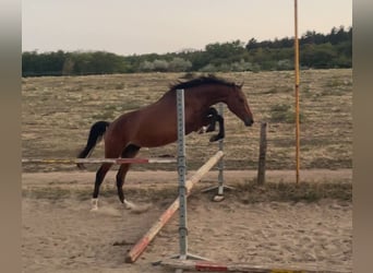 Hungarian Sport Horse, Stallion, 2 years, 15,1 hh, Bay