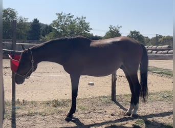 Hungarian Sport Horse, Stallion, 2 years, 15,1 hh, Bay