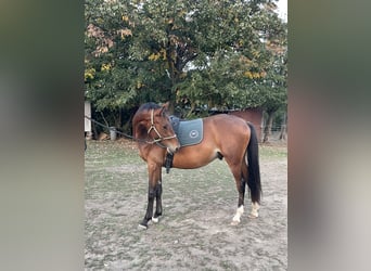 Hungarian Sport Horse, Stallion, 2 years, 15,1 hh, Bay