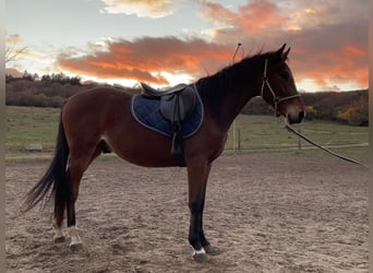 Hungarian Sport Horse, Stallion, 2 years, 15,1 hh, Bay