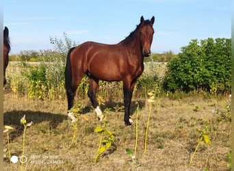 Hungarian Sport Horse, Stallion, 2 years, 16.1 hh, Bay