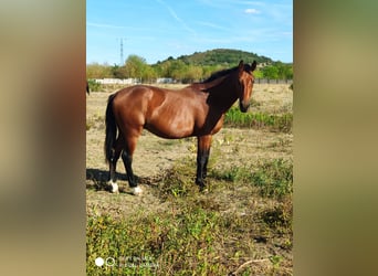 Hungarian Sport Horse, Stallion, 2 years, 16.2 hh, Bay