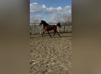 Hungarian Sport Horse, Stallion, 3 years, 15.1 hh, Bay