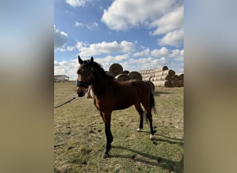 Hungarian Sport Horse, Stallion, 3 years, 15.1 hh, Bay