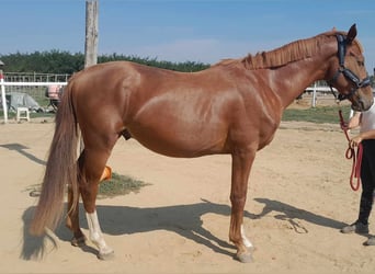 Hungarian Sport Horse, Stallion, 3 years, 15.2 hh, Chestnut-Red