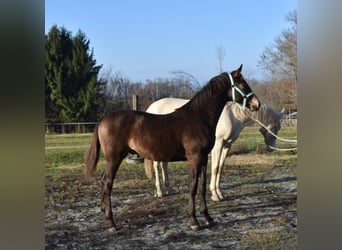 Hungarian Sport Horse, Stallion, 3 years, 15.3 hh, Dun