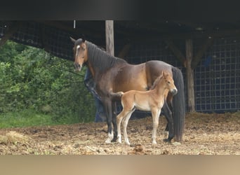 Hungarian Sport Horse, Stallion, 3 years, 15,1 hh, Bay