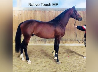 Hungarian Sport Horse, Stallion, 3 years, 15,1 hh, Bay