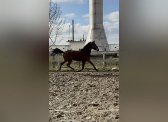 Hungarian Sport Horse, Stallion, 3 years, 15,1 hh, Bay
