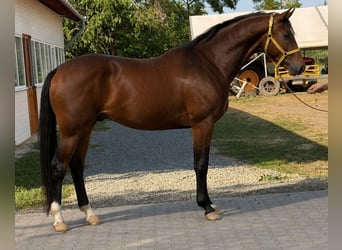 Hungarian Sport Horse, Stallion, 3 years, 16.1 hh, Bay