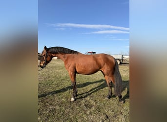Hungarian Sport Horse, Stallion, 3 years, 16.3 hh, Bay
