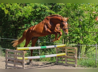 Hungarian Sport Horse, Stallion, 3 years, 16 hh, Chestnut