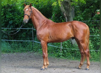 Hungarian Sport Horse, Stallion, 3 years, 16 hh, Chestnut