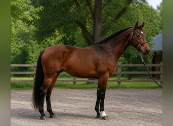 Hungarian Sport Horse, Stallion, 3 years, 17 hh, Brown