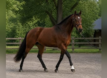 Hungarian Sport Horse, Stallion, 3 years, 17 hh, Brown