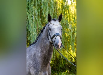 Hungarian Sport Horse, Stallion, 3 years, 17 hh, Grey