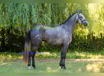 Hungarian Sport Horse, Stallion, 3 years, 17 hh, Grey