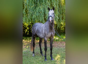Hungarian Sport Horse, Stallion, 3 years, 17 hh, Grey