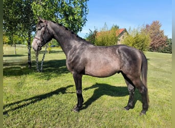 Hungarian Sport Horse, Stallion, 4 years, 16.2 hh, Gray