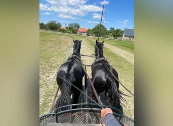 Hungarian Sport Horse, Stallion, 4 years, 16,1 hh, Smoky-Black