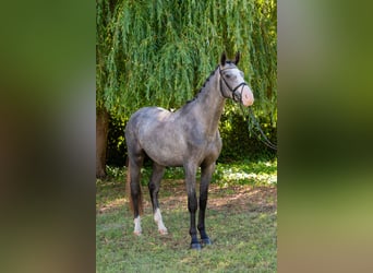 Hungarian Sport Horse, Stallion, 4 years, 17.1 hh, Grey