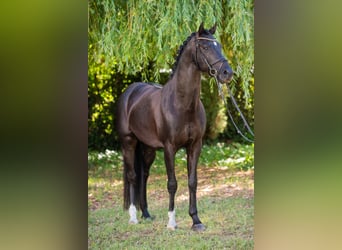 Hungarian Sport Horse, Stallion, 5 years, 15.1 hh, Black