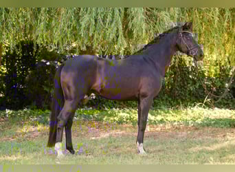 Hungarian Sport Horse, Stallion, 5 years, 15.1 hh, Black