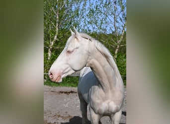 Hungarian Sport Horse, Stallion, 5 years, 16 hh, Cremello