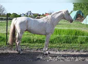 Hungarian Sport Horse, Stallion, 5 years, 16 hh, Cremello