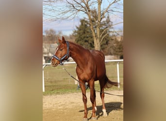 Hungarian Sport Horse, Stallion, 6 years, 15.2 hh, Chestnut