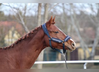 Hungarian Sport Horse, Stallion, 6 years, 15,2 hh, Chestnut