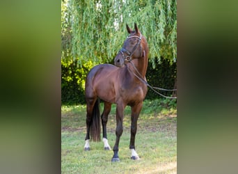 Hungarian Sport Horse, Stallion, 6 years, 17 hh, Bay-Dark