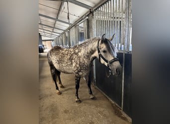 Hungarian Sport Horse Mix, Stallion, 9 years, 14,1 hh, Gray