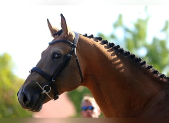 Hungarian Sport Horse, Stallion, 13 years, 17 hh, Buckskin