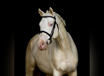 Hungarian Sport Horse, Stallion, 16 years, 16 hh, Cremello
