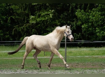 Hungarian Sport Horse, Stallion, 16 years, 16 hh, Cremello
