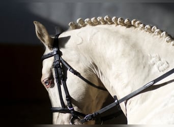 Hungarian Sport Horse, Stallion, 16 years, 16 hh, Cremello